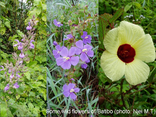 Wild Flowers of Batibo, Cameroon (photo: Njei M.T)